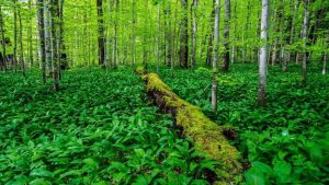 Biogradska Gora Rainforest