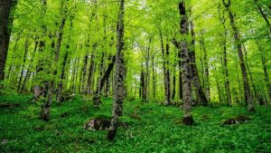Forest in Biogradska Gora National Park